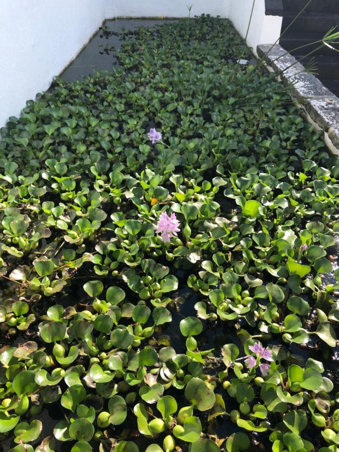 Solar Nossa Senhora Da Conceicao Villa Capelas Kültér fotó